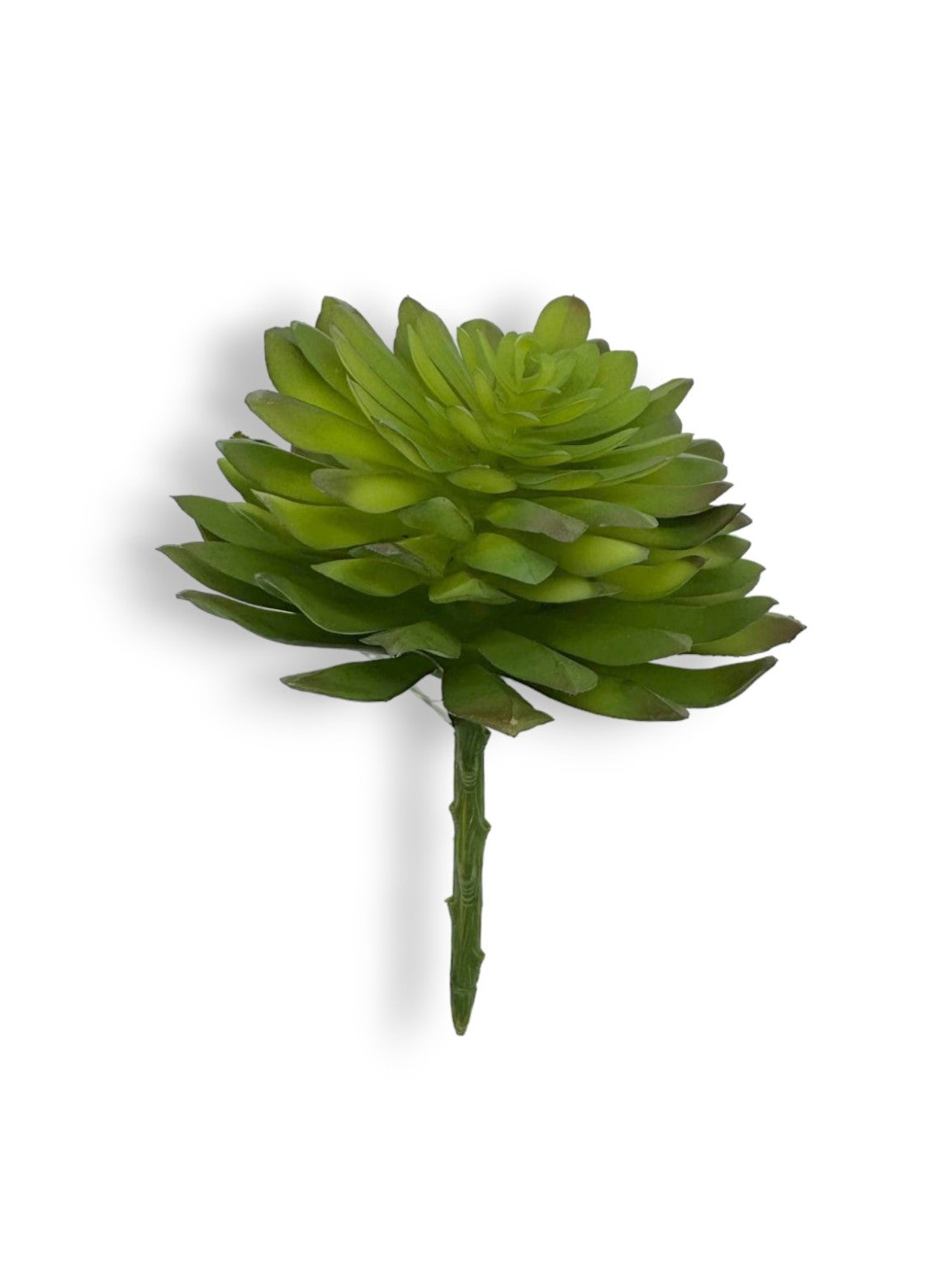 SUCCULENT 047