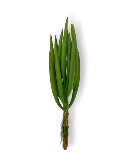 ALOE PICK 8"