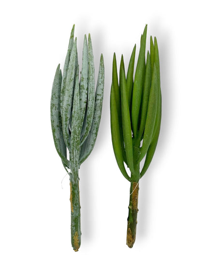 ALOE PICK 8"