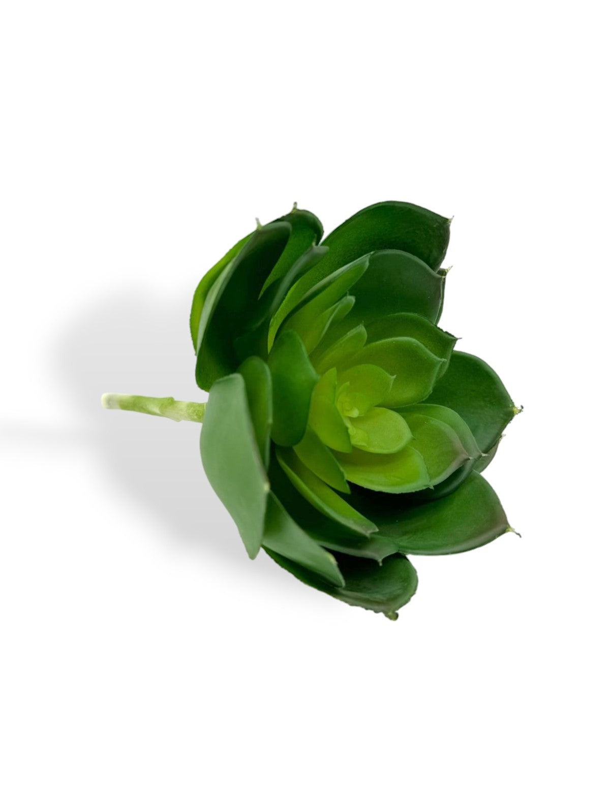 SUCCULENT 028