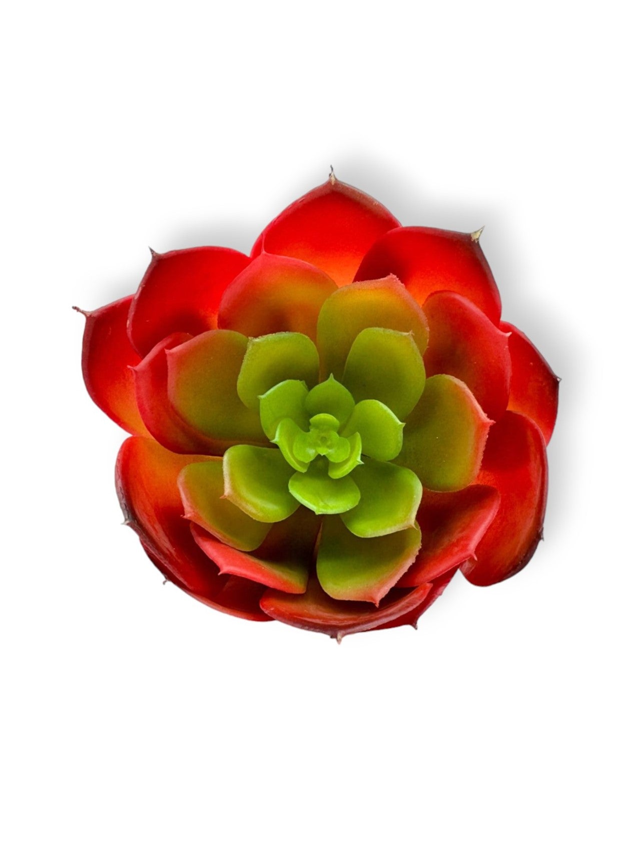SUCCULENT 028
