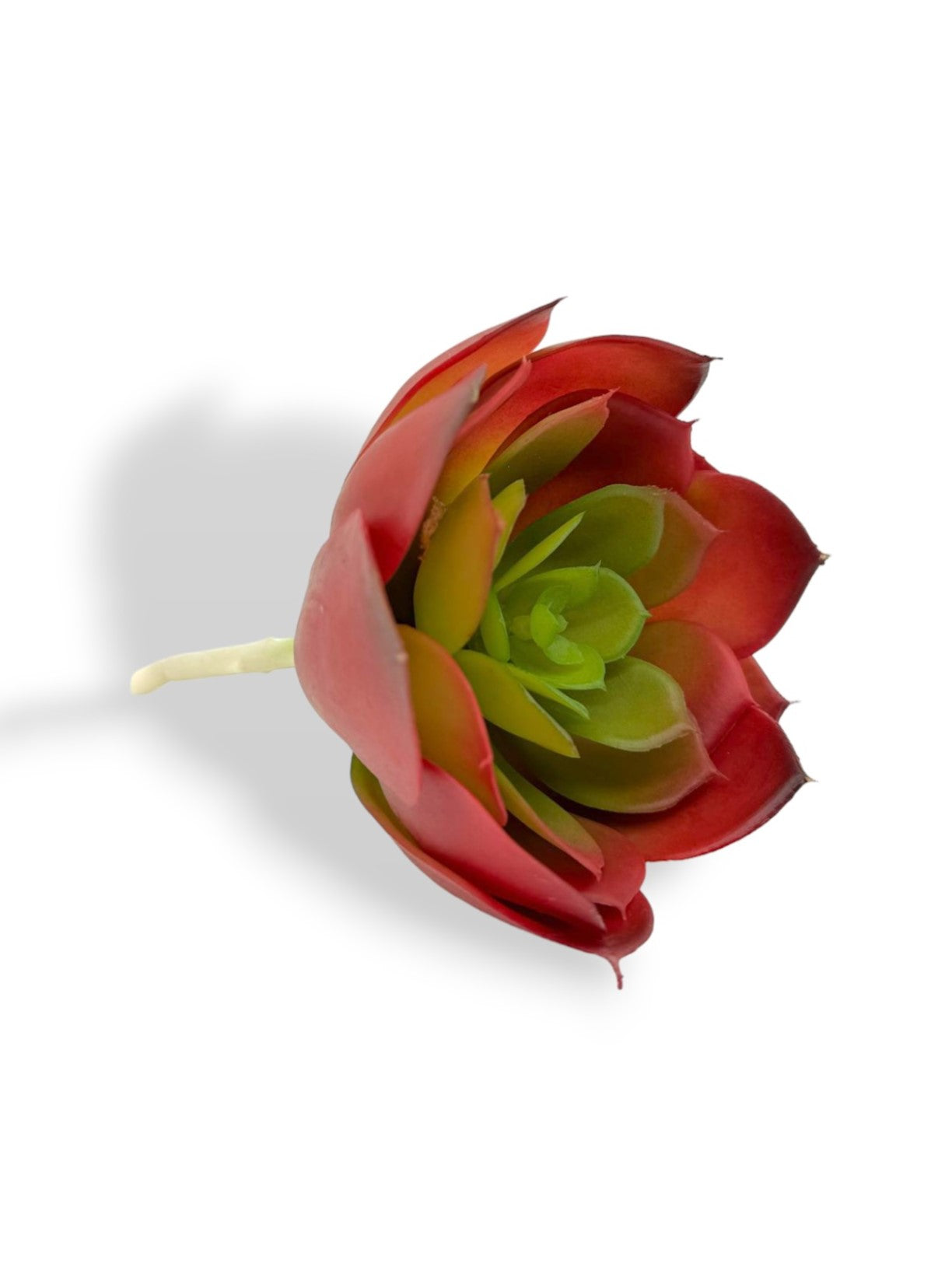SUCCULENT 028