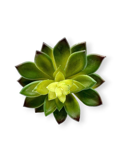 SUCCULENT 4.5"