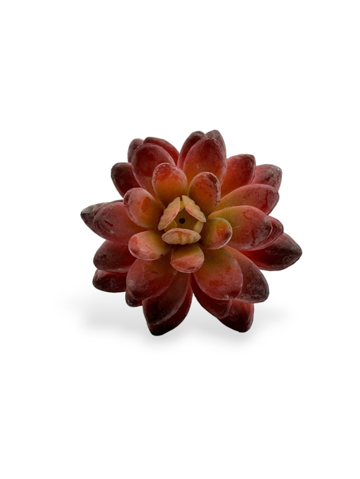 SUCCULENT 043