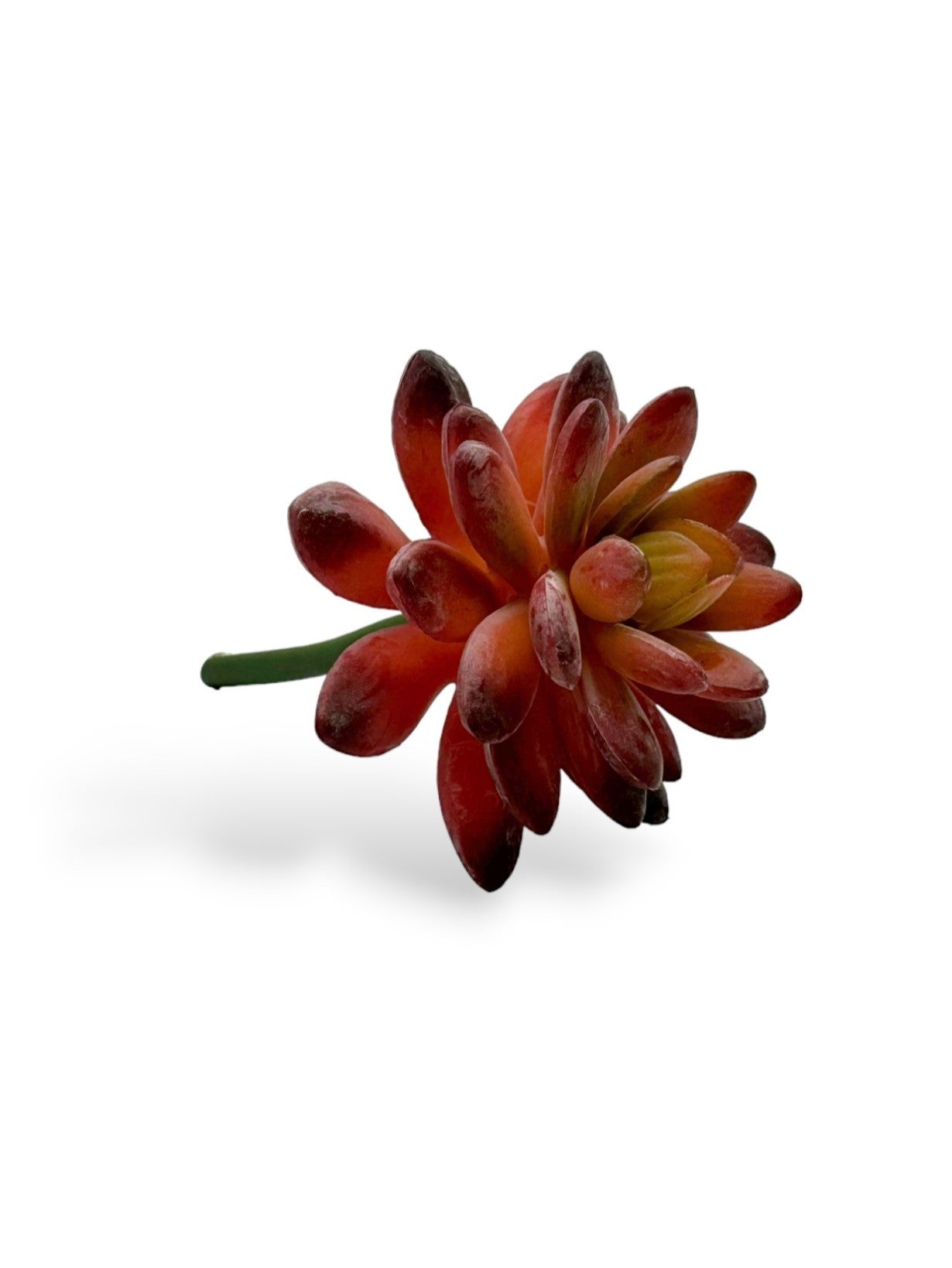 SUCCULENT 043