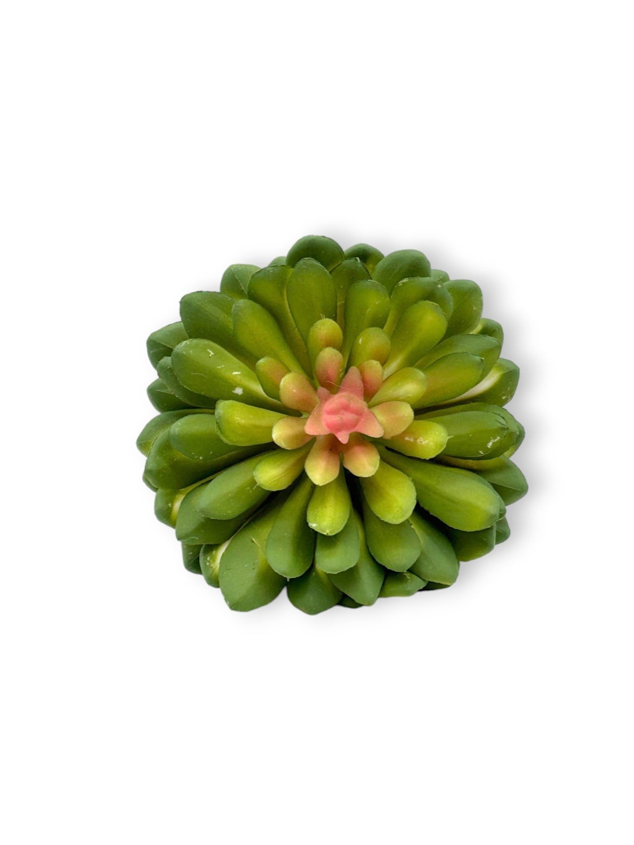 SUCCULENT 060