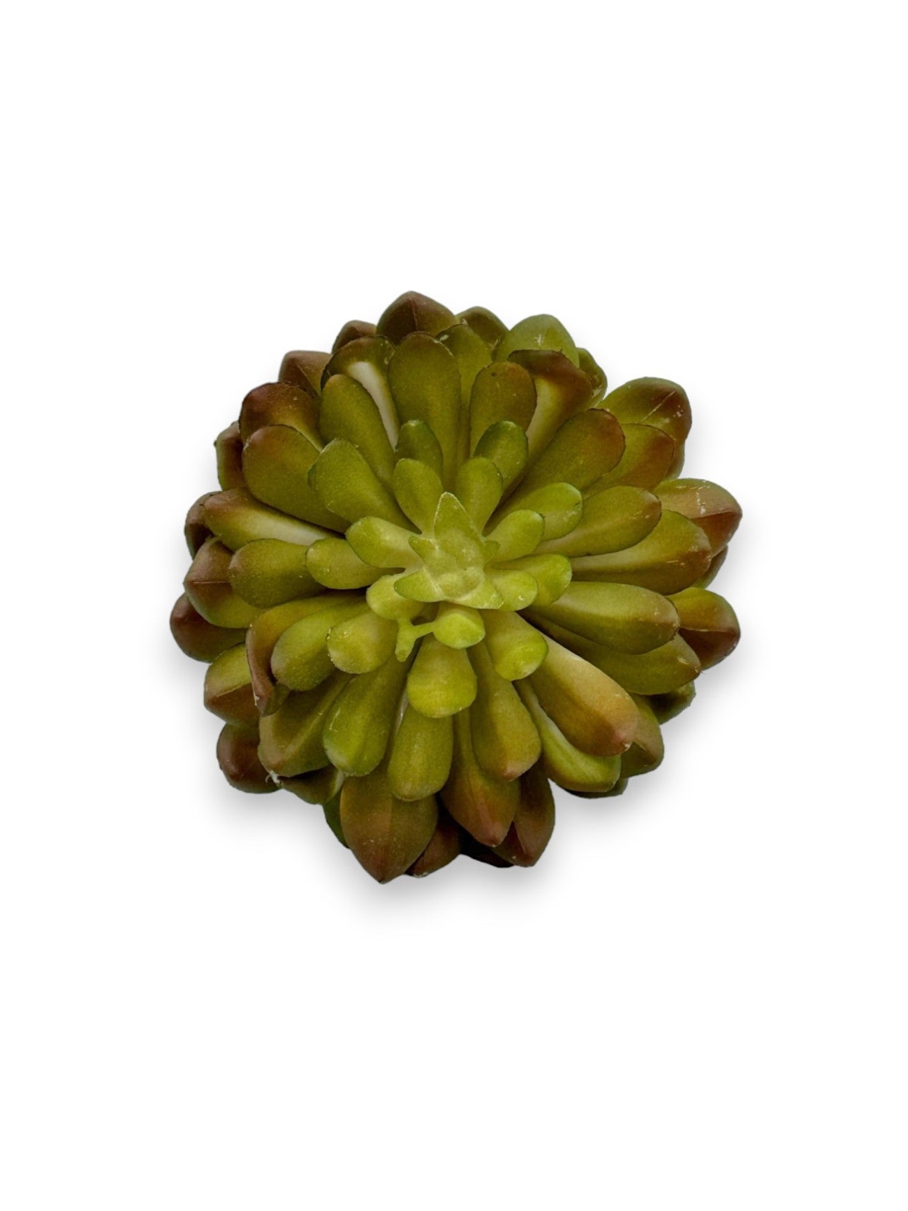 SUCCULENT 060