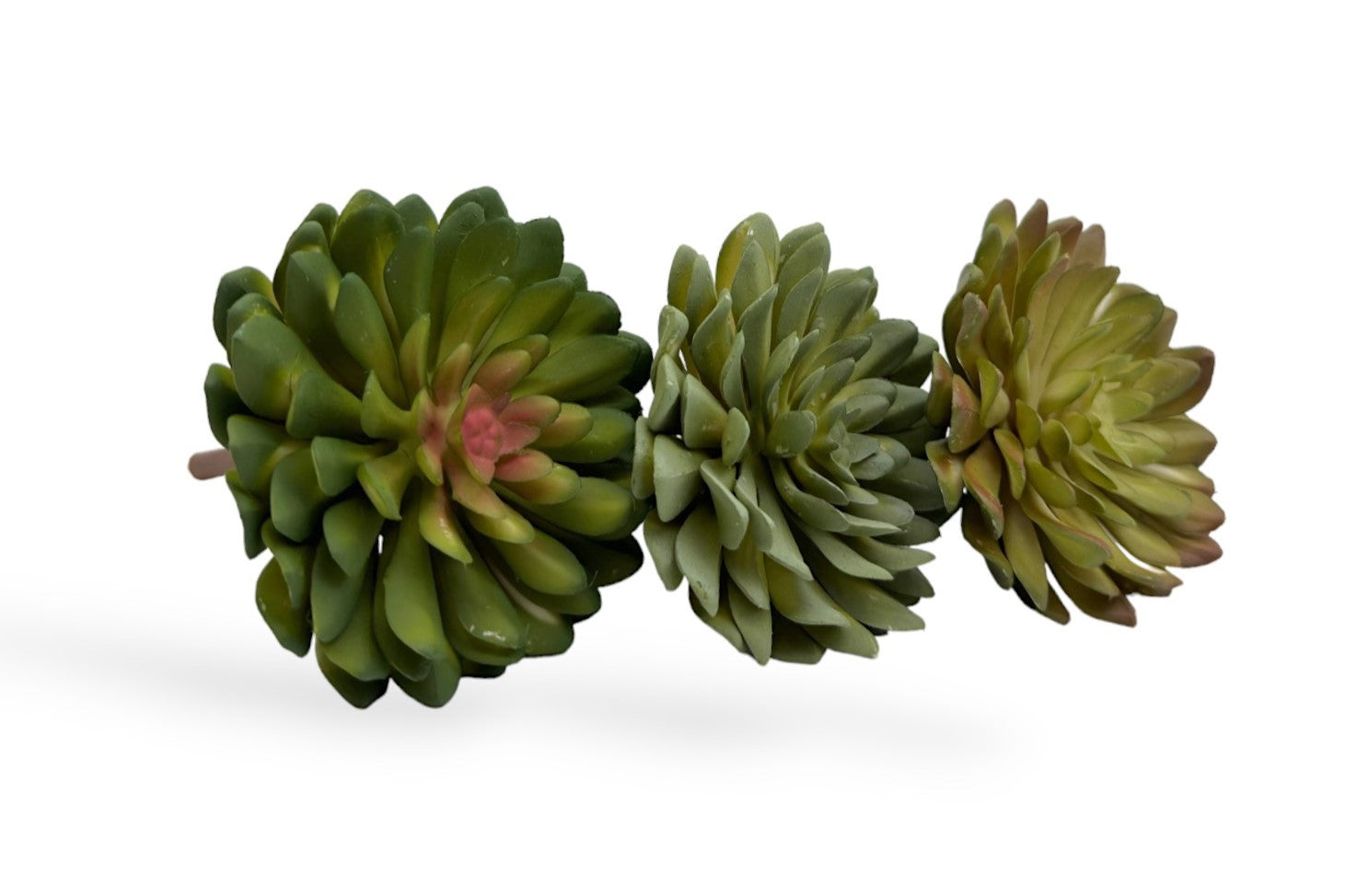 SUCCULENT 060