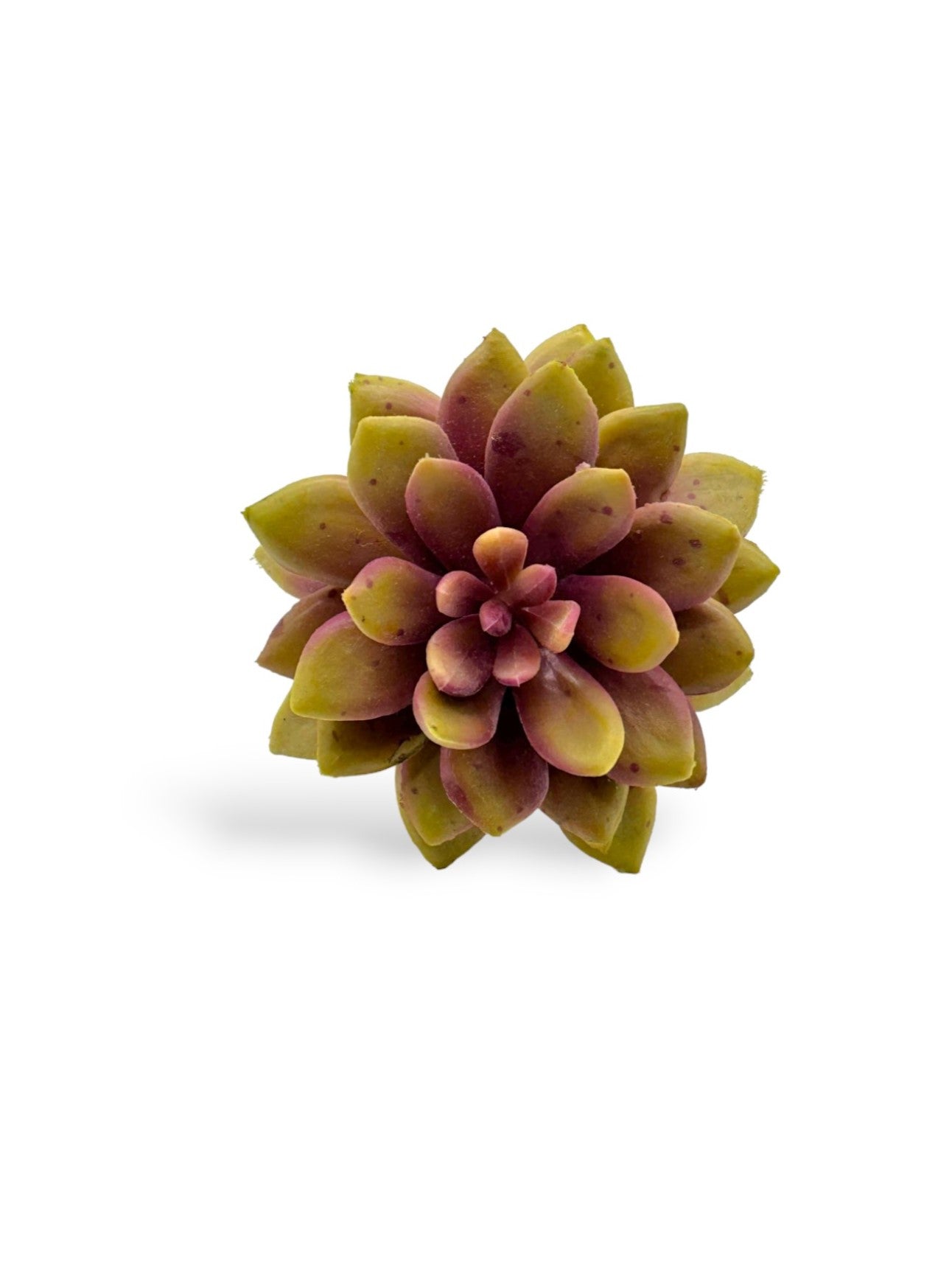 SUCCULENT 061