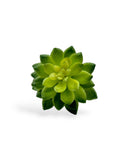 SUCCULENT 061