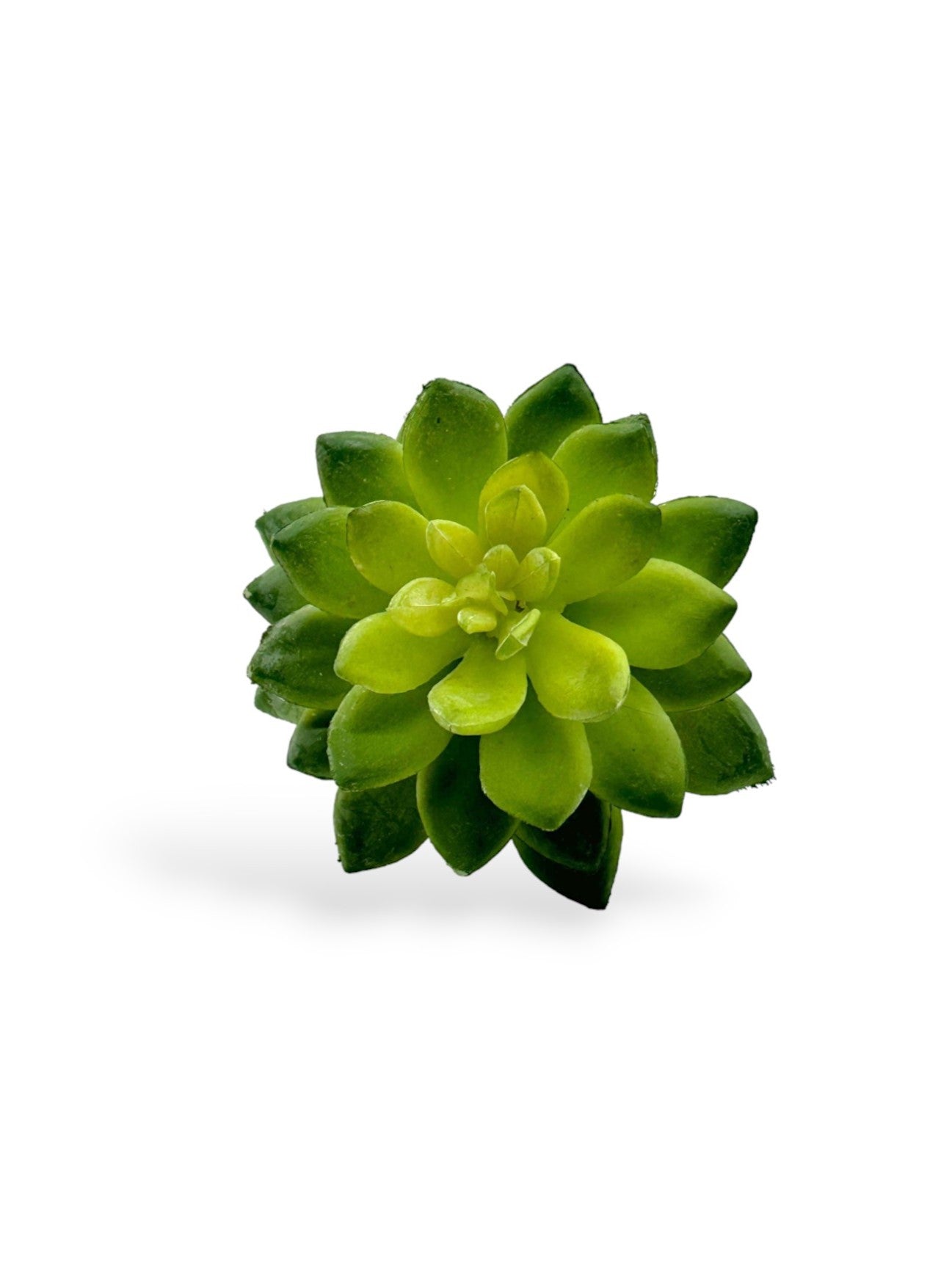 SUCCULENT 061