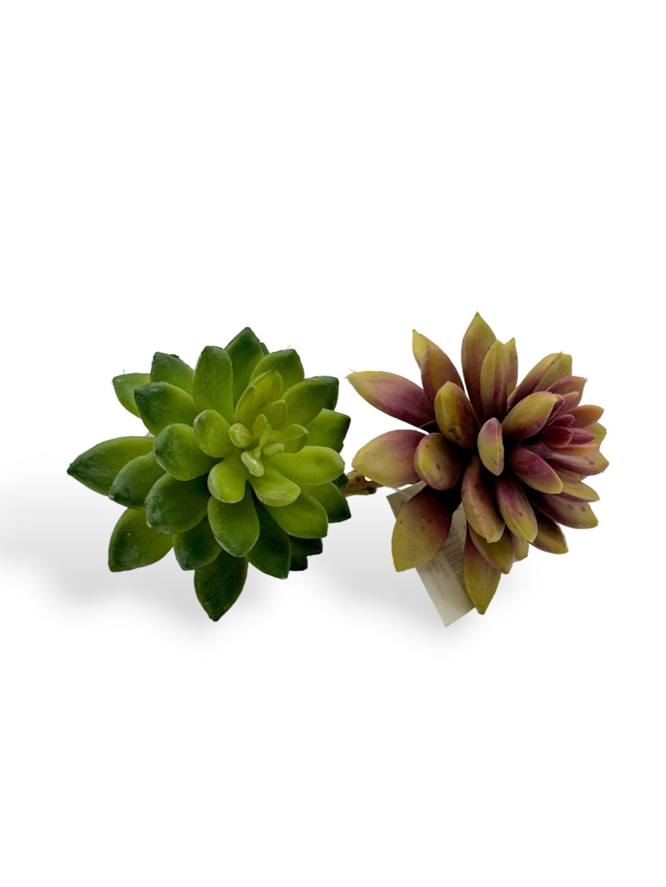 SUCCULENT 061