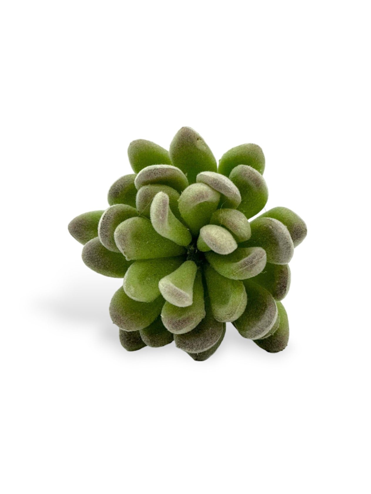 SUCCULENT  VELVET 3"