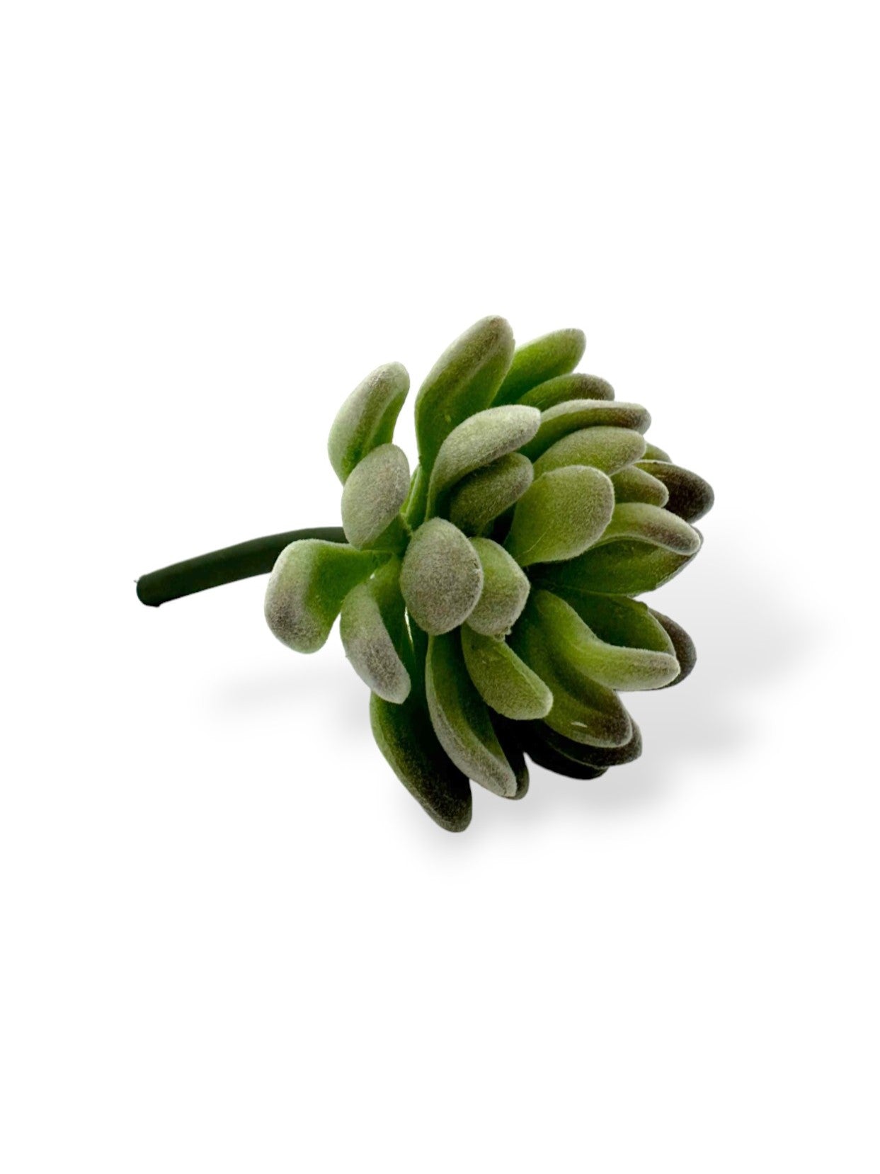 SUCCULENT  VELVET 3"