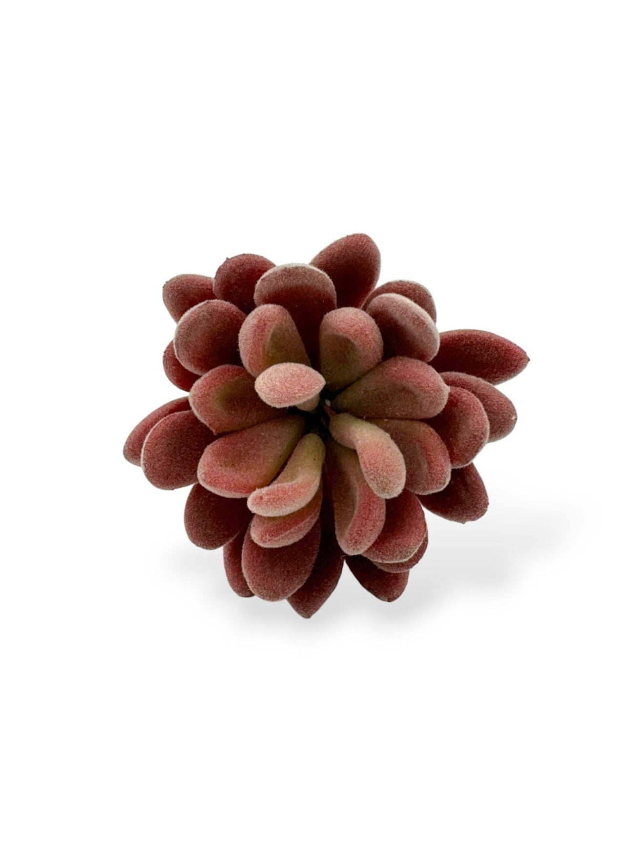 SUCCULENT  VELVET 3"