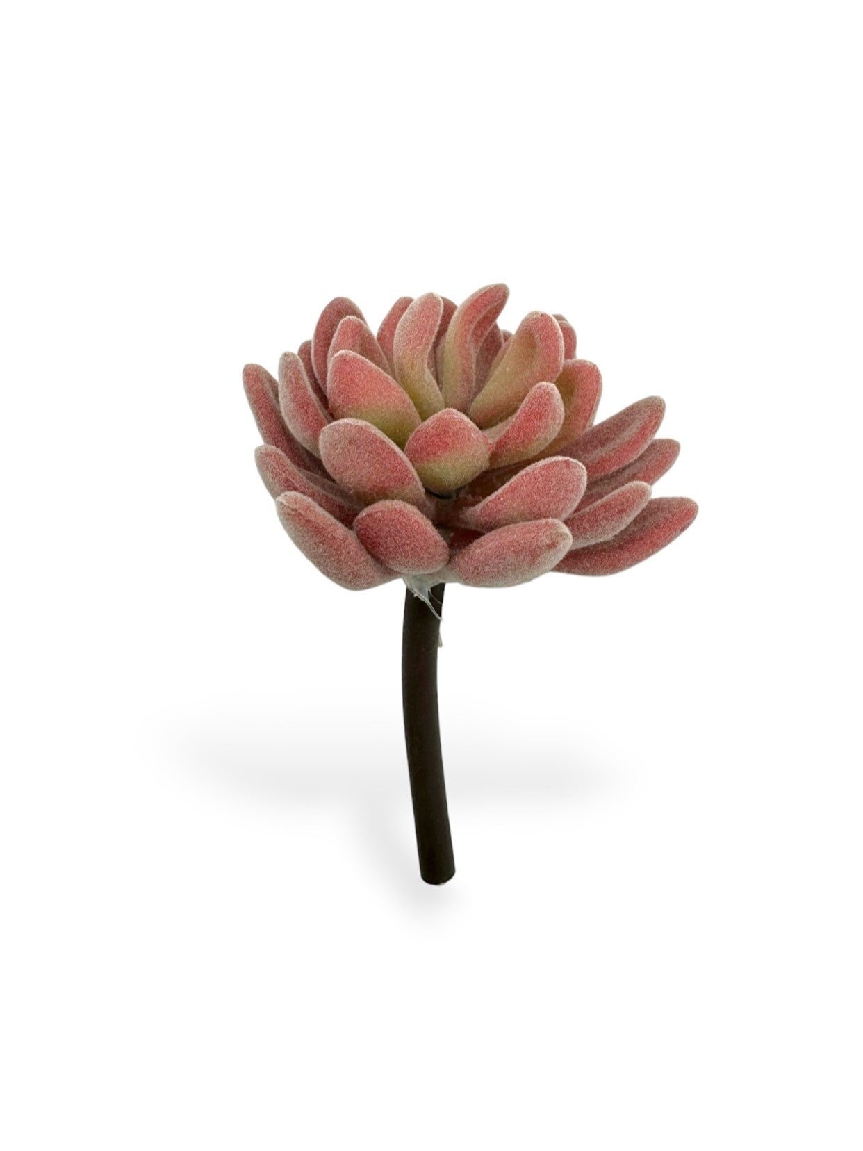 SUCCULENT  VELVET 3"