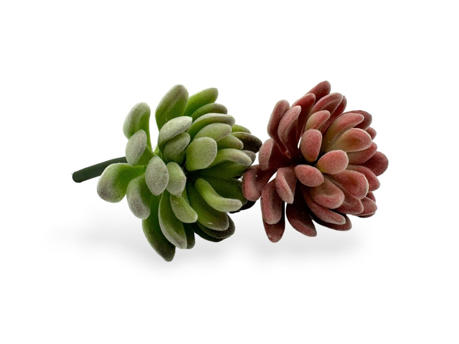 SUCCULENT  VELVET 3"