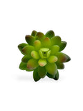 SUCCULENT 043