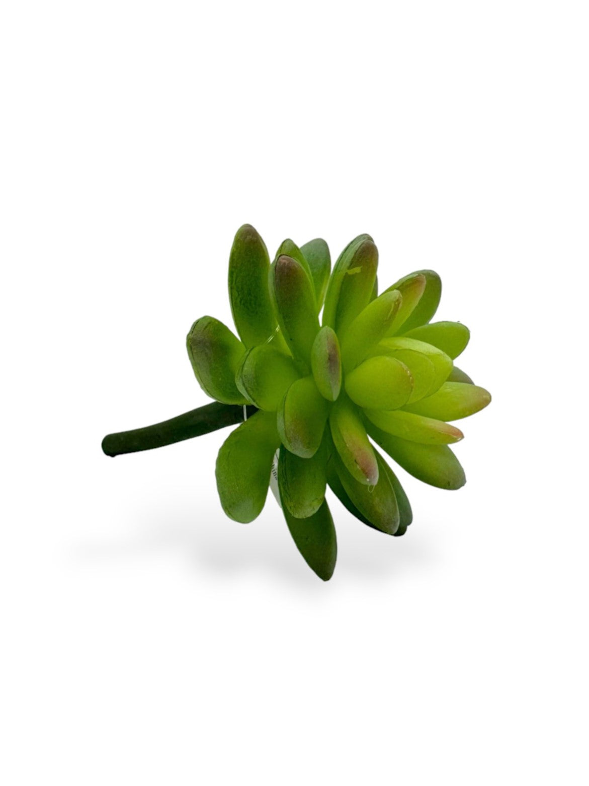 SUCCULENT 043