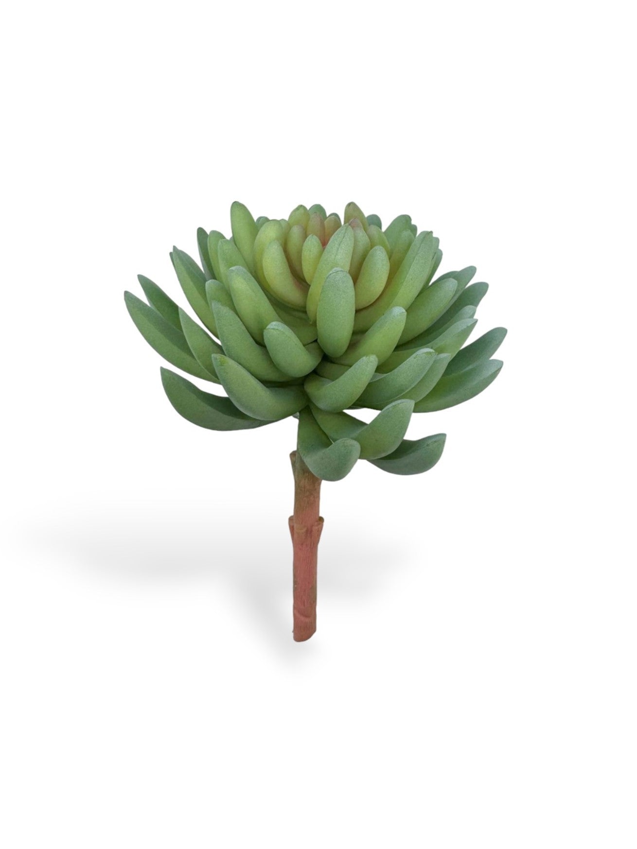 SUCCULENT