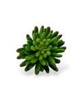 SUCCULENT