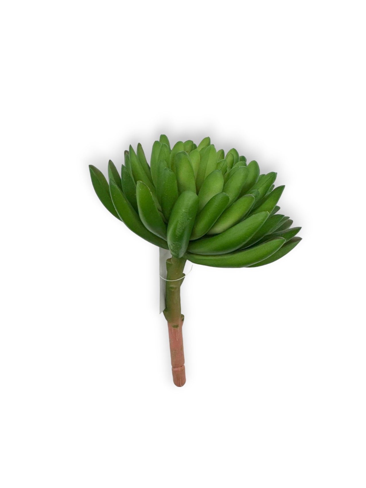 SUCCULENT