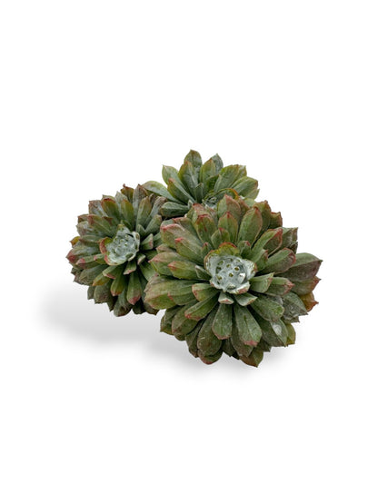 SUCCULENT PICK X3 7"