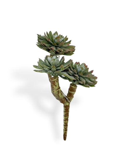 SUCCULENT PICK X3 7"