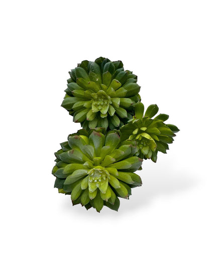 SUCCULENT PICK X3 7"