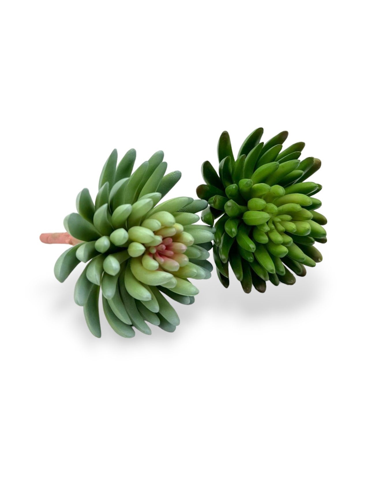 SUCCULENT
