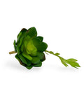 SUCCULENT 039