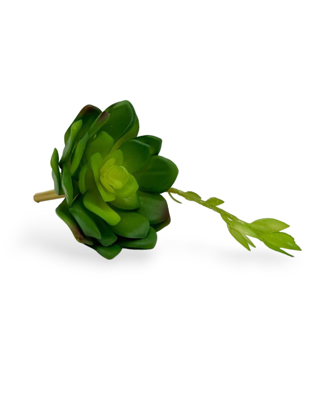 SUCCULENT 039