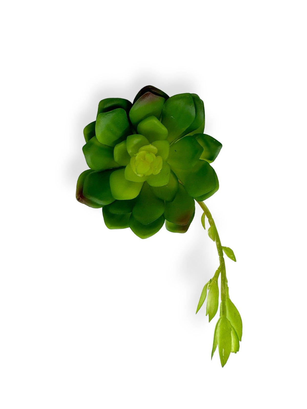 SUCCULENT 039