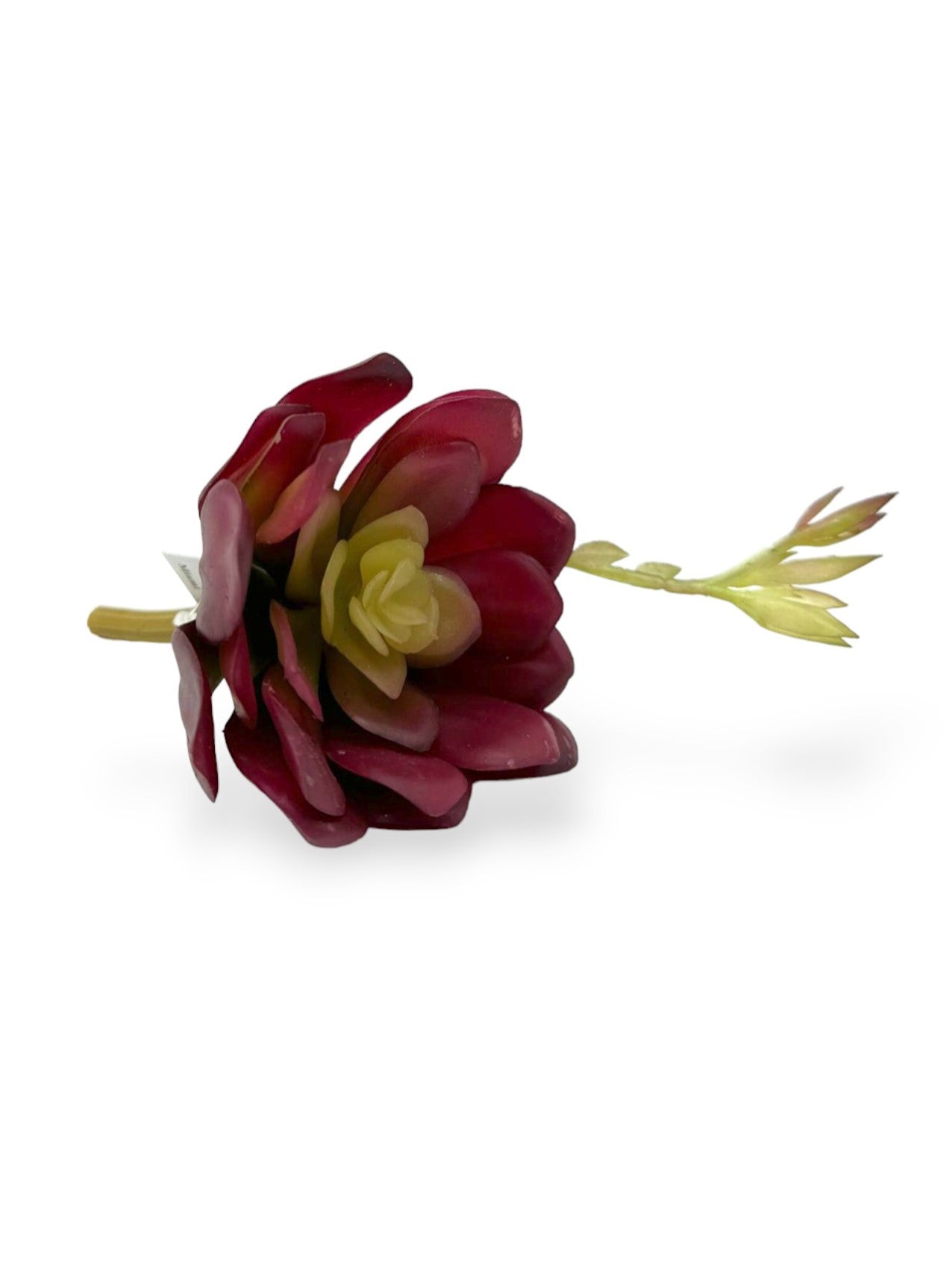 SUCCULENT 039