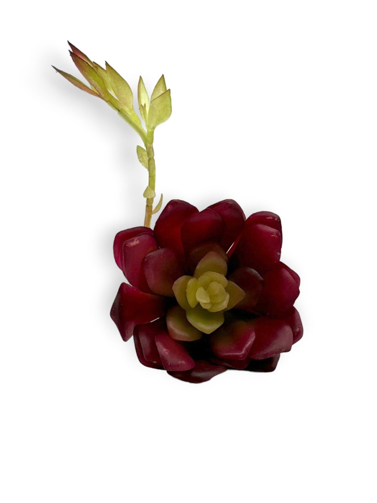 SUCCULENT 039