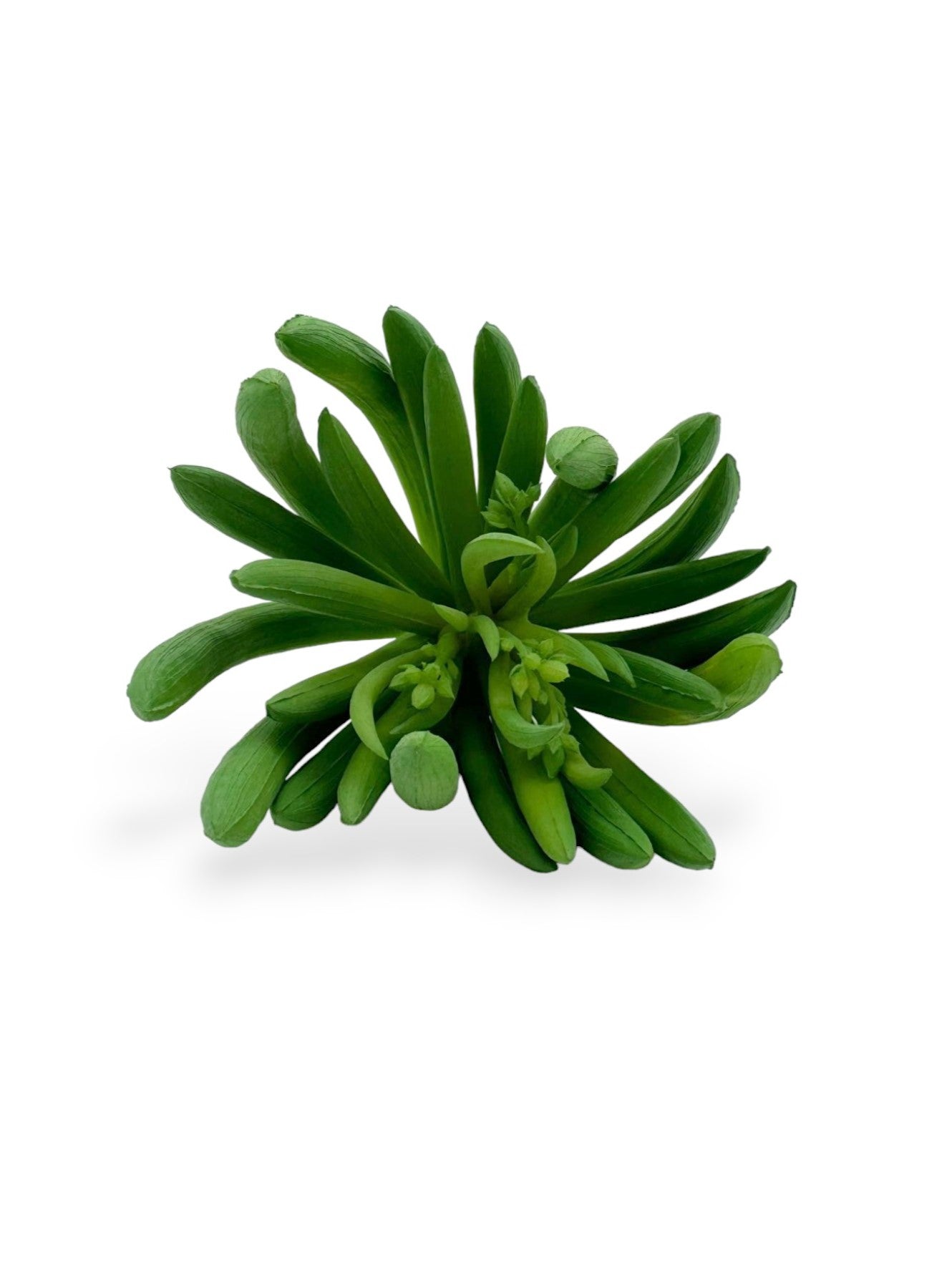 SPIKE AEONIUM 5.5 ST