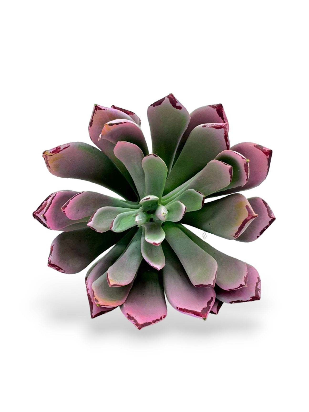 SUCCULENT PICK 7"