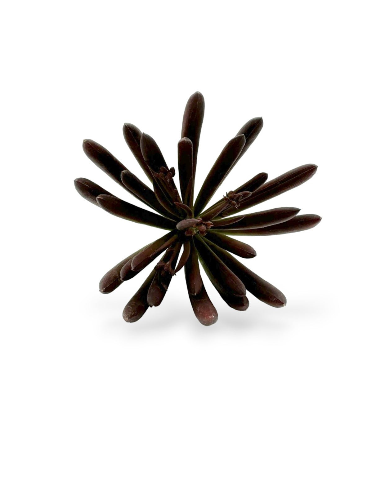 SUCCULENT PICK 7.5"
