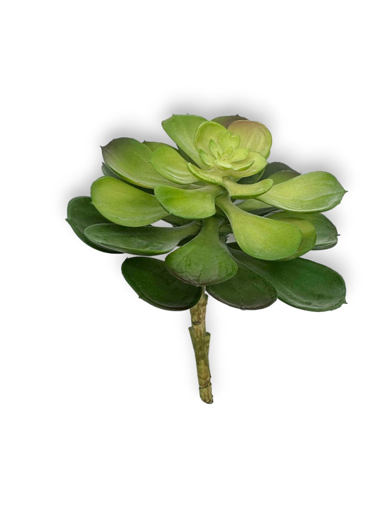 SUCCULENT 040