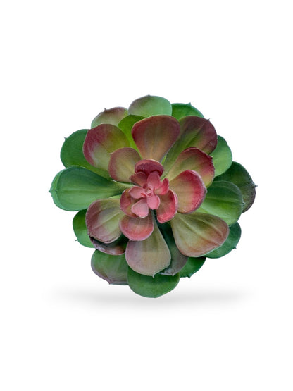 SUCCULENT 040