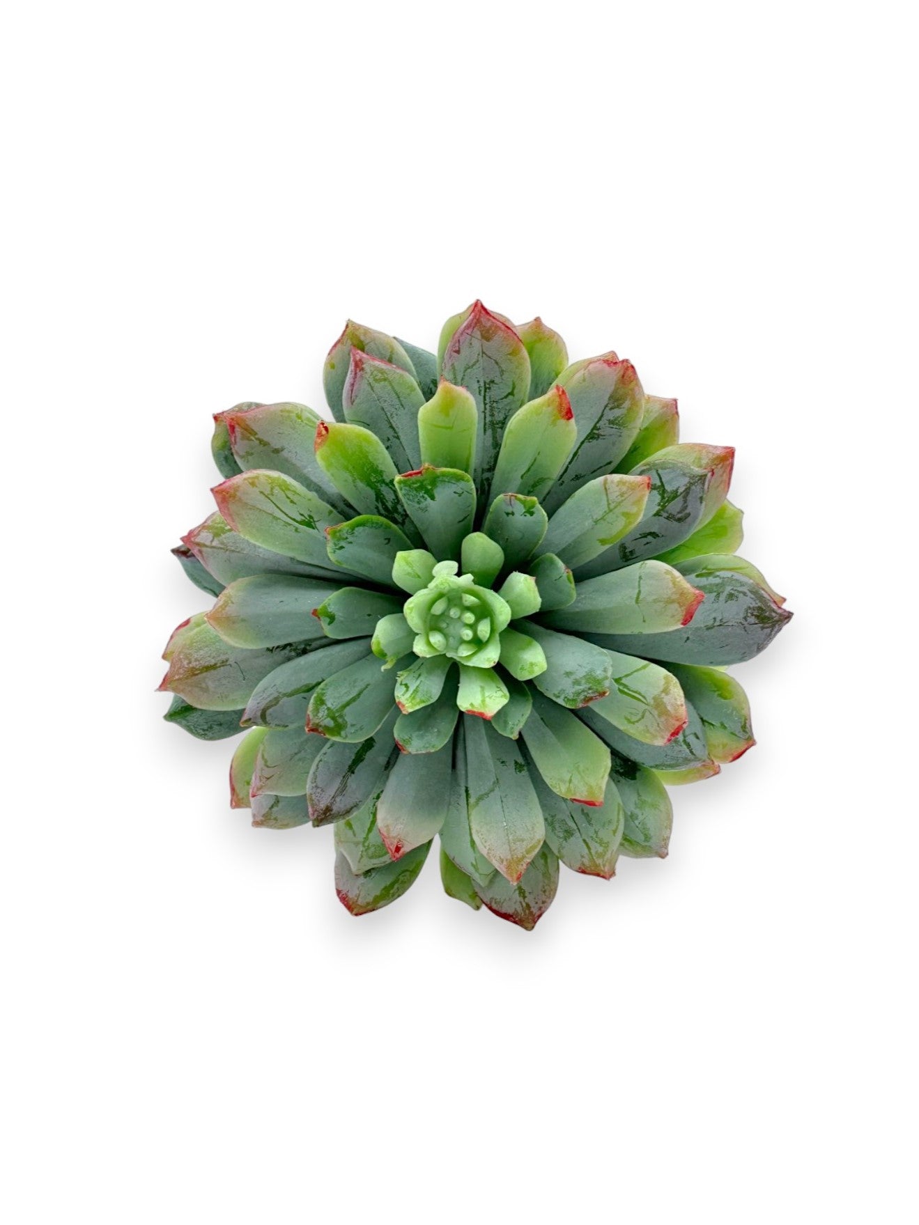 SUCCULENT PICK 8"