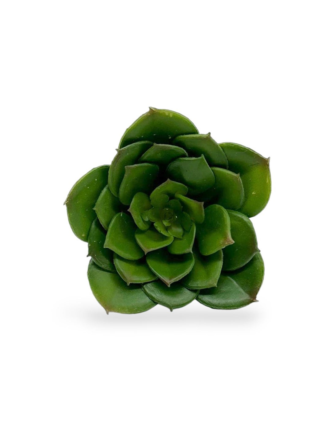 SUCCULENT 4"