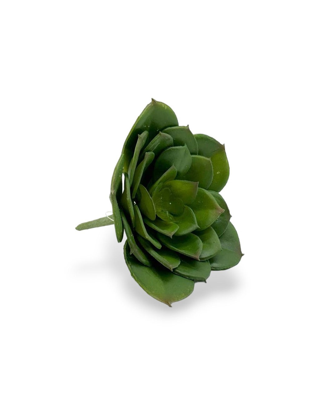 SUCCULENT 4"