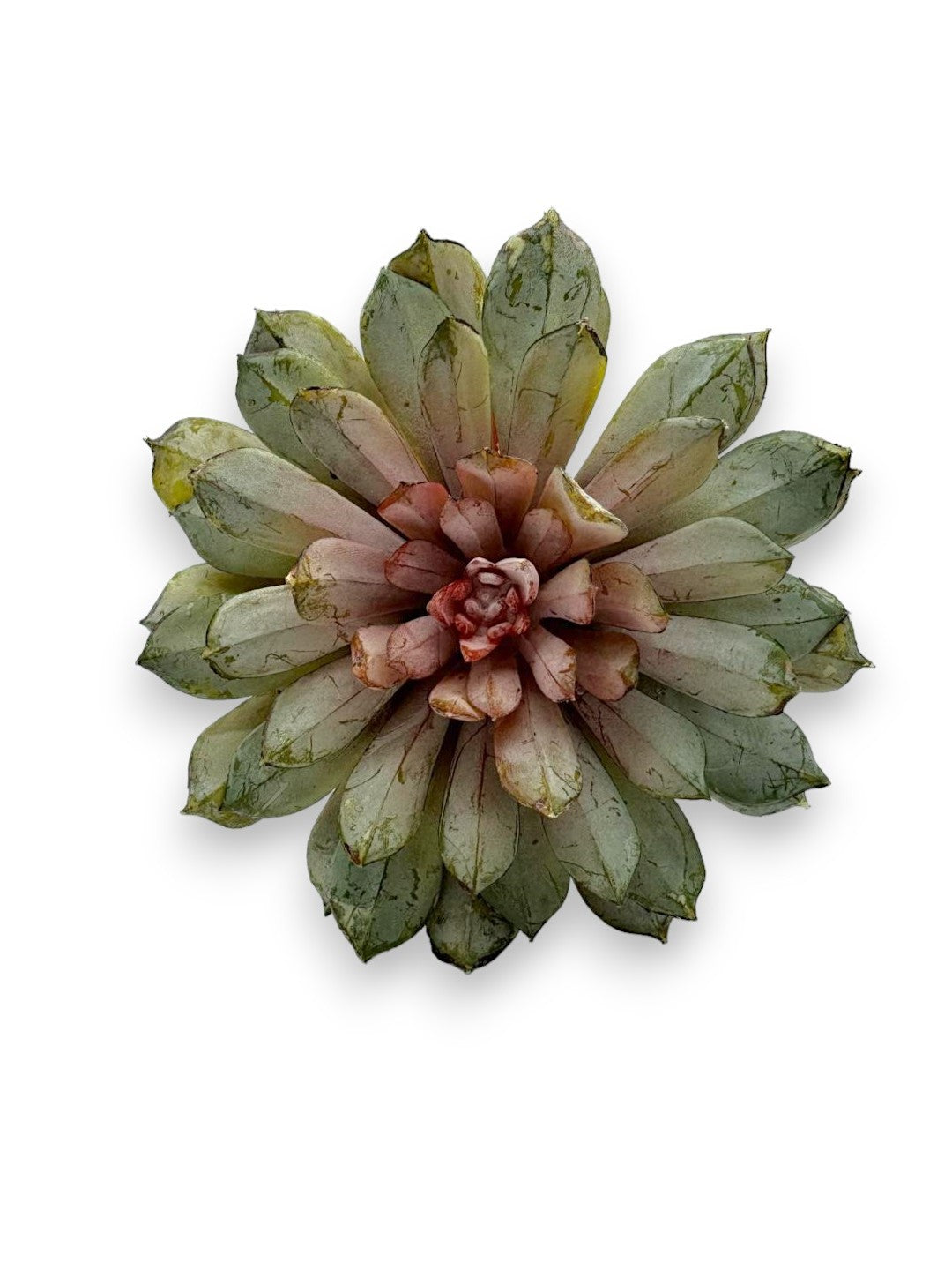 Succulent Pick 9"