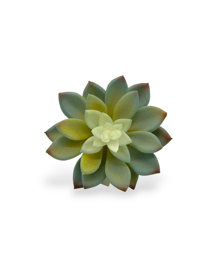 SUCCULENT 042