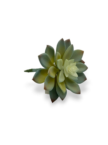 SUCCULENT 042