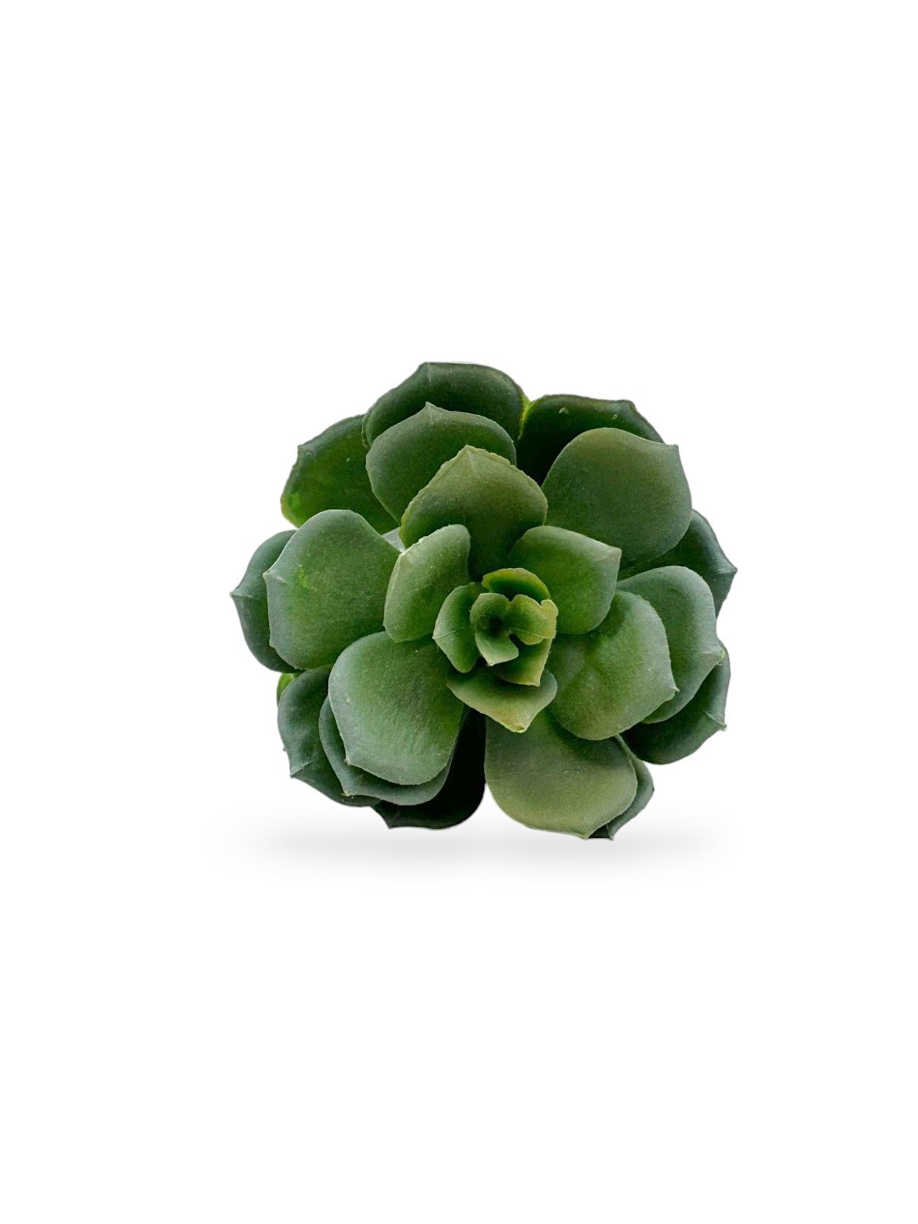 SUCCULENT PICK 5"