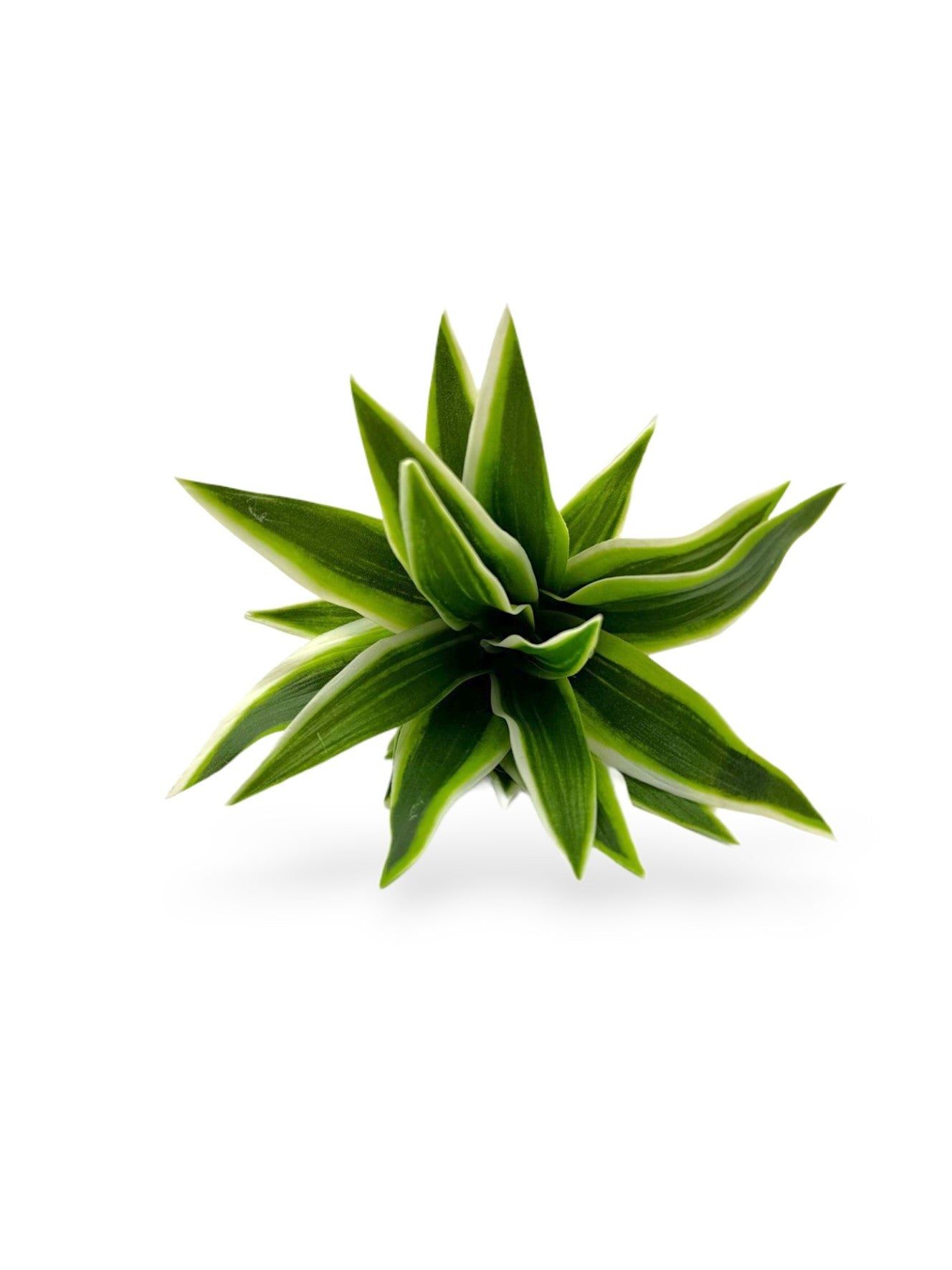 TRADESCANTIA BUSH 10"