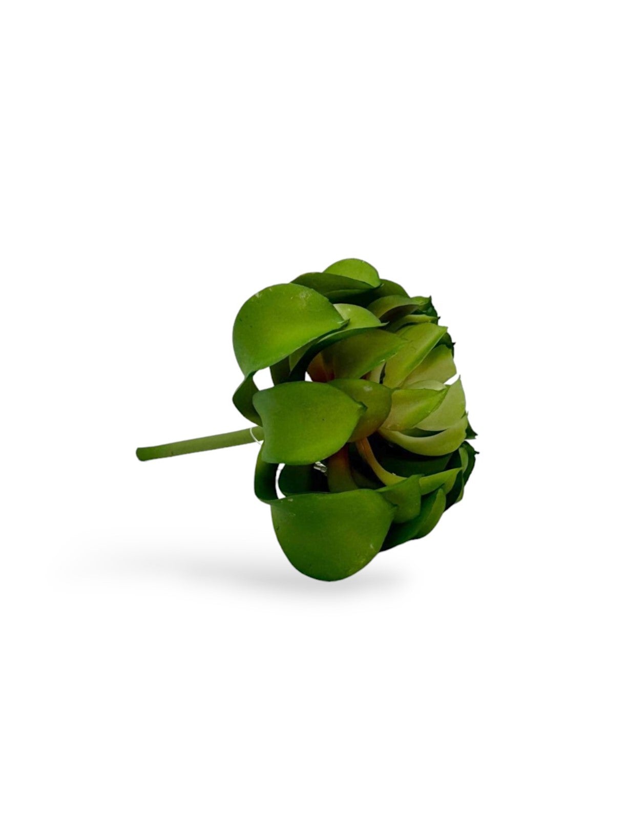 SUCCULENT 015