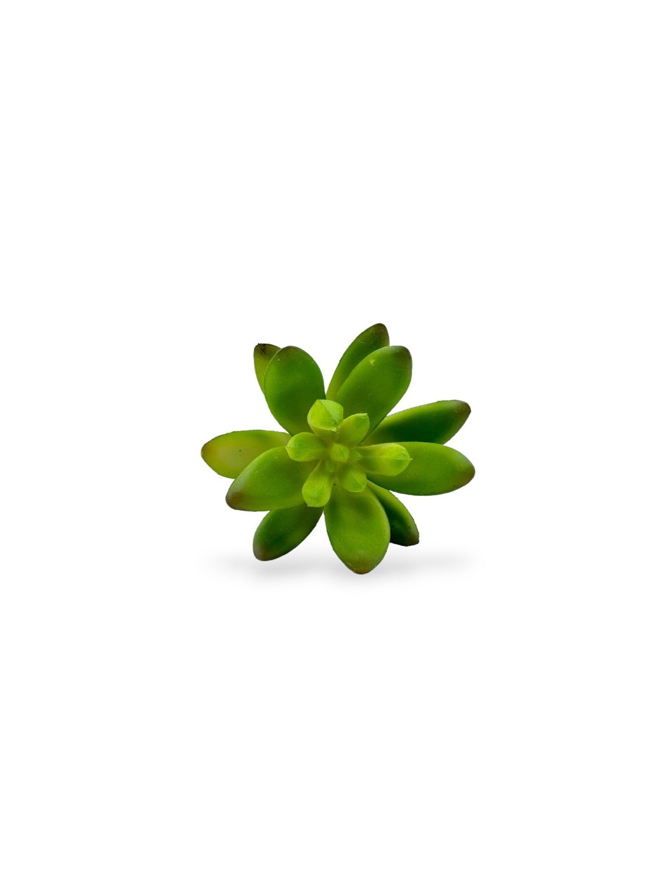SUCCULENT 2"